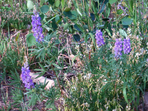 Lupine.